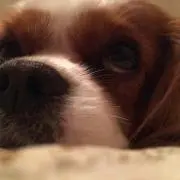 さくじゅり