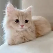 さきの画像