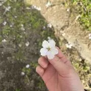 ブンの画像