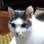 友蔵の画像
