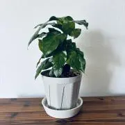 みどりの画像