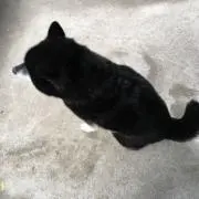 ひまわりプロフ必読の画像