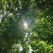 sunの画像
