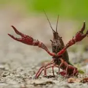 ザリガニ