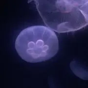 anzu.ringoameの画像