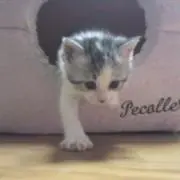 ゴマ