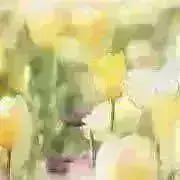 yokot 次回発送10日(水)予定の画像