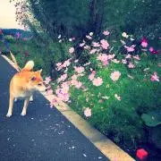 akanenの画像