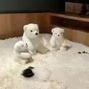 t.