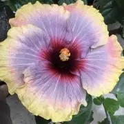 笑笑福福๑・̑◡・̑๑の画像