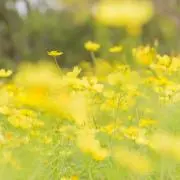 Yuzuの画像
