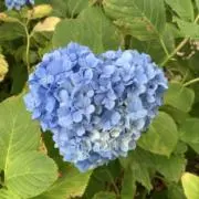 youcolleの画像