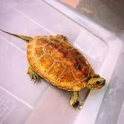 ΛIMSの画像