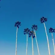 kikaの画像