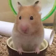 きゅーの画像