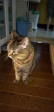 ともこ