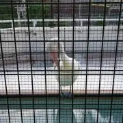よしまー