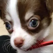 さとねね　　★とらのちゅけ☆
