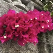 ばっちゃんこの画像