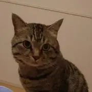 にゃー