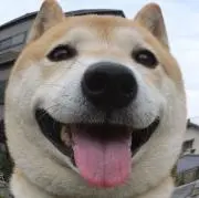 いちの画像