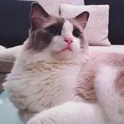 キュッキュの画像