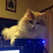 Reito