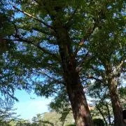 あおの画像