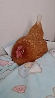 ちゃま（にわとり）高1の画像