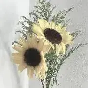 向日葵♡の画像