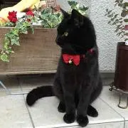 にゃんコロ