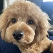 히용