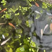 メダの画像