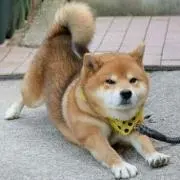 チキチキ