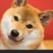 ゆってぃの画像