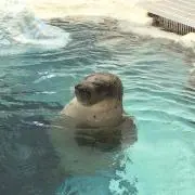 だすぽん