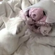みぃ♪