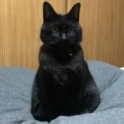 Gorira