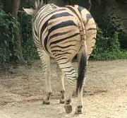 NITAMAGOの画像
