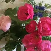 ひとみの画像
