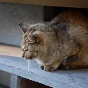 やよい