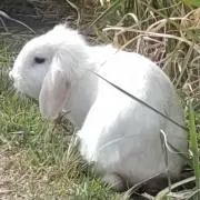 ナイスママ