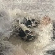 するめ