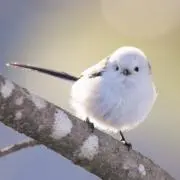 小鳥＊の画像