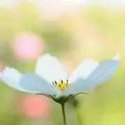 ぴんくのマイメロちゃん
