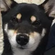 ダイスの画像