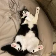 なふにつの画像