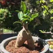 こっこちゃんの画像