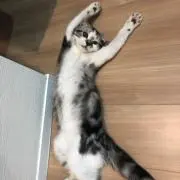 むにゃの画像