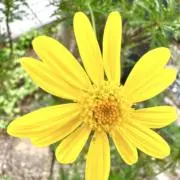 hiyoko